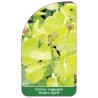 cotinus-coggygria-golden-spirit-1