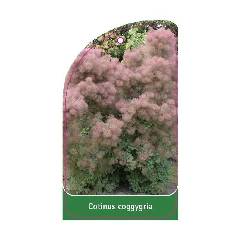 cotinus-coggygria1