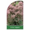 cotinus-coggygria1