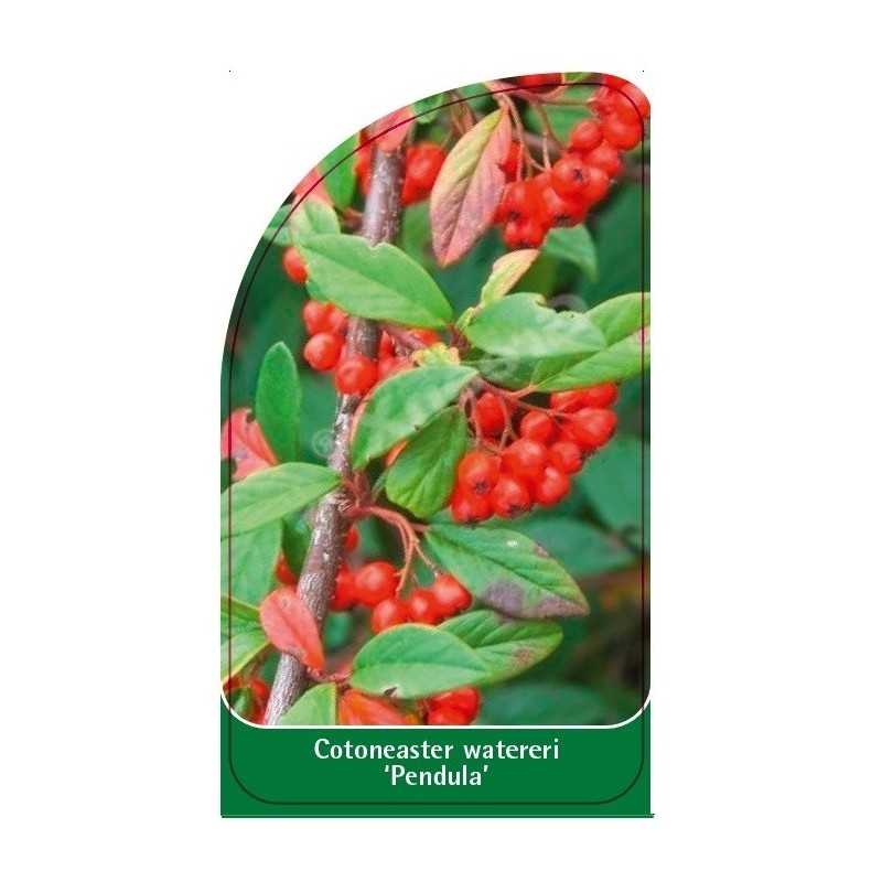 cotoneaster-watereri-pendula-b1