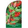 cotoneaster-watereri-pendula-b1