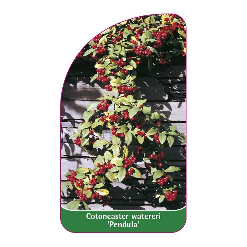 cotoneaster-watereri-pendula-a1