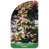 cotoneaster-watereri-pendula-a1