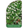 cotoneaster-suecius-jurgl-b1