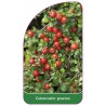 cotoneaster-praecox1