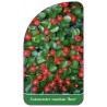 cotoneaster-nanshan-boer-1