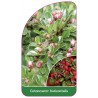 cotoneaster-horizontalis1