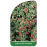 cotoneaster-franchetii1