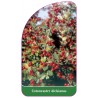 cotoneaster-dielsianus1