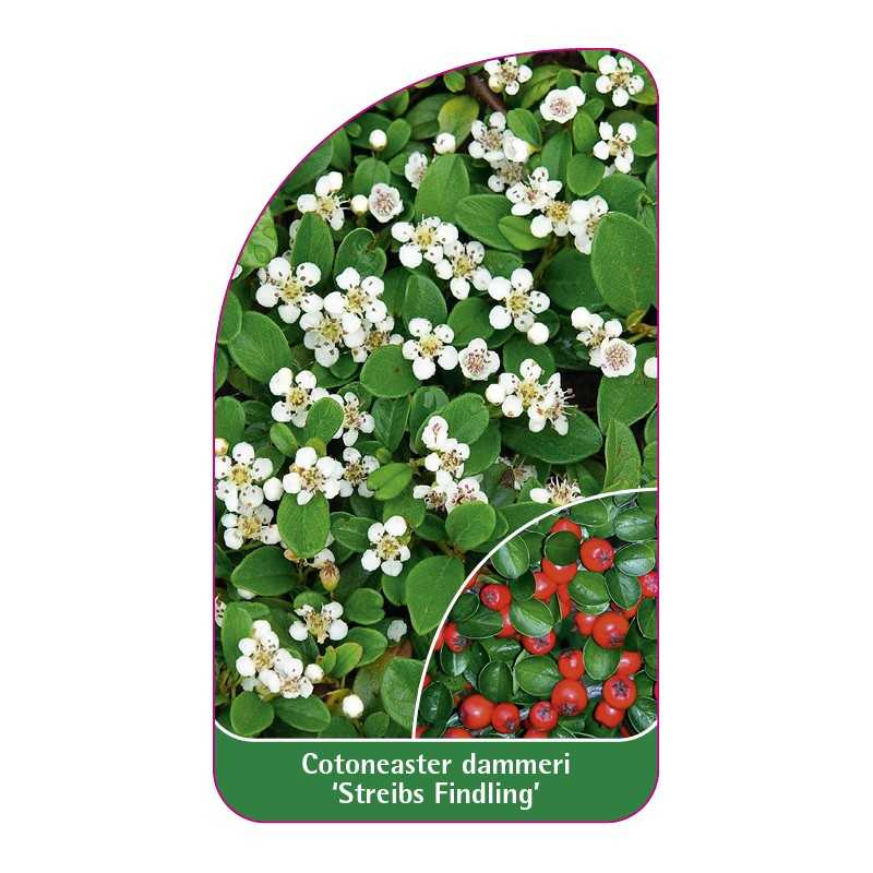 cotoneaster-dammeri-streibs-findling-1