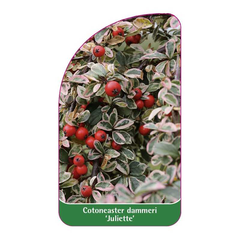 cotoneaster-dammeri-juliette-1