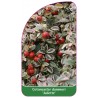 cotoneaster-dammeri-juliette-1