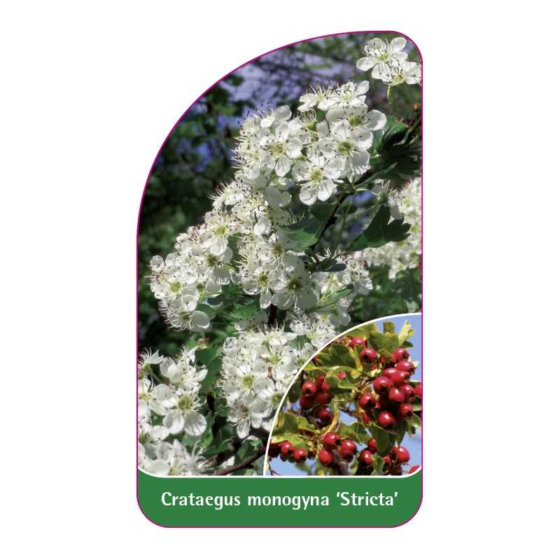 crataegus-monogyna-stricta-1