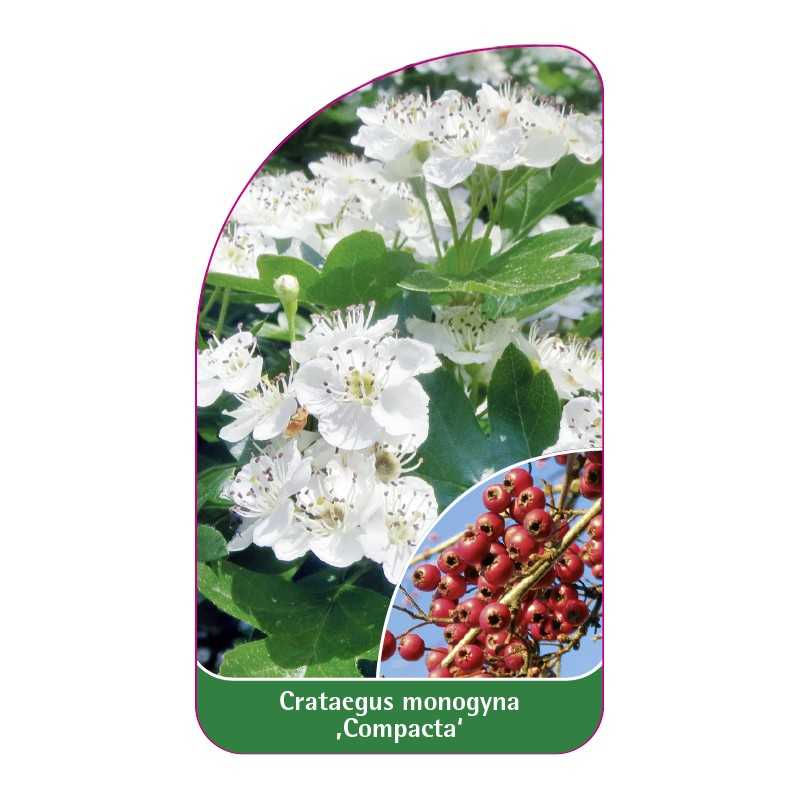 crataegus-monogyna-compacta-1