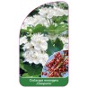 crataegus-monogyna-compacta-1