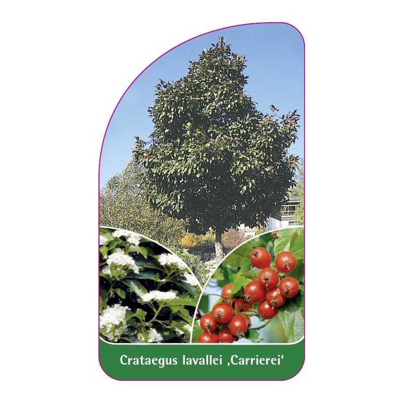 crataegus-lavallei-carrierei-1