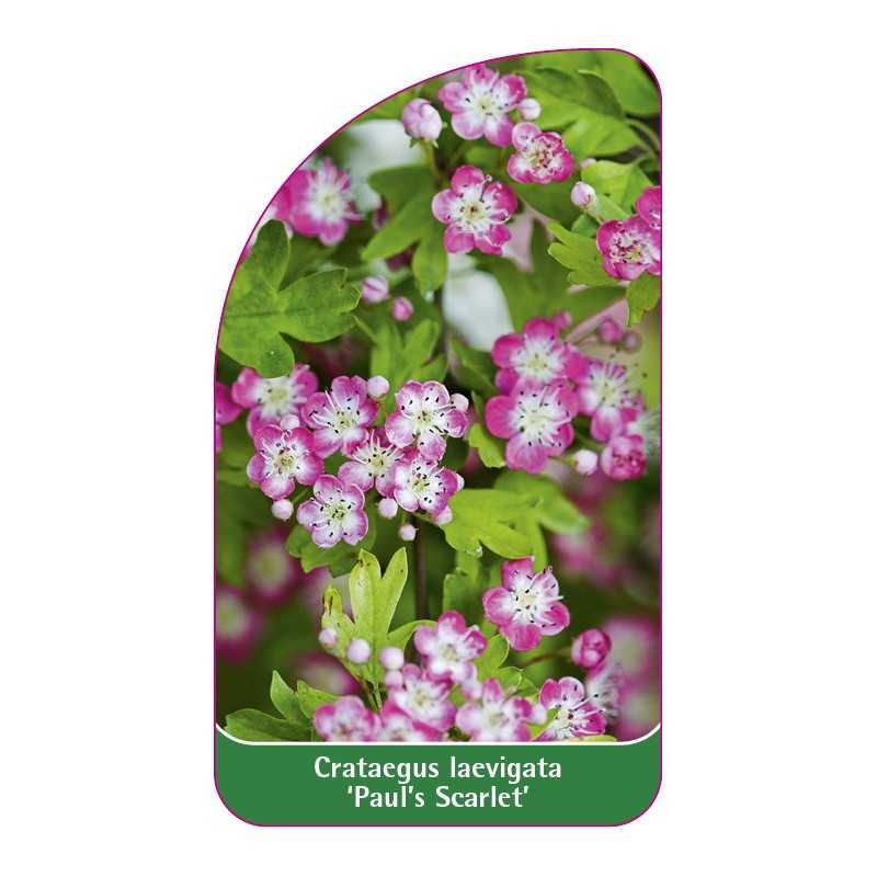 crataegus-laevigata-paul-s-scarlet-b1