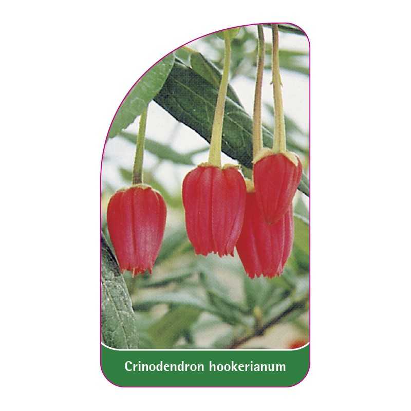 crinodendron-hookerianum1