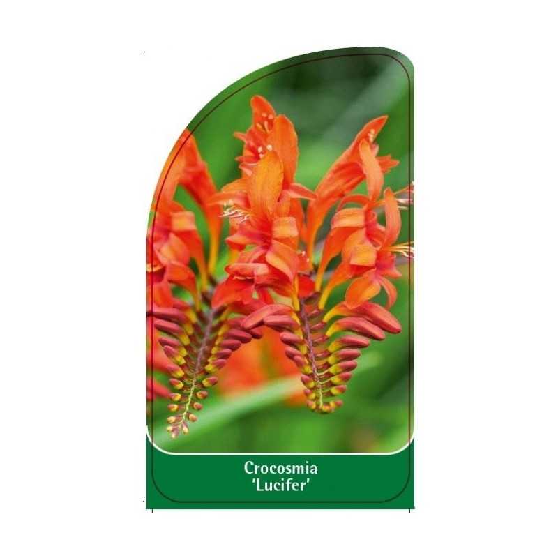 crocosmia-lucifer-1