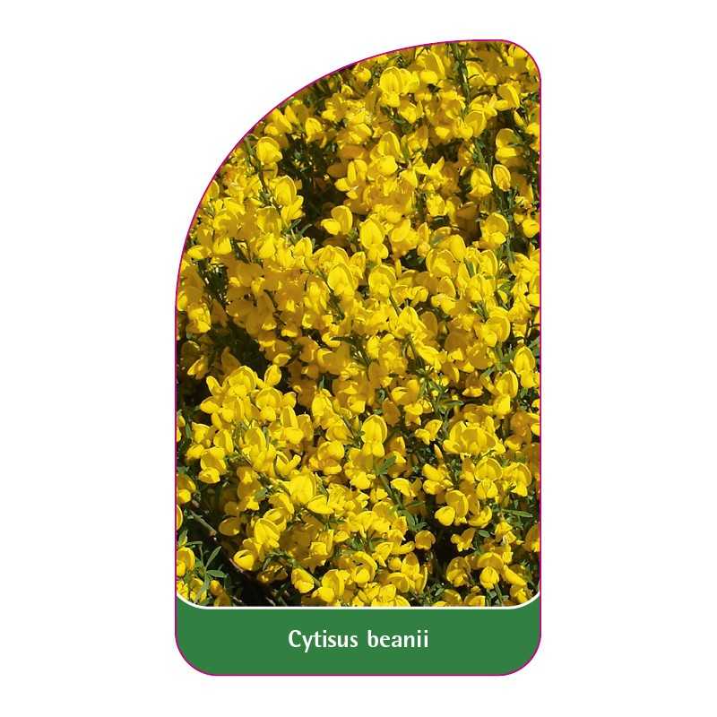 cytisus-beanii1