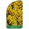 cytisus-beanii1