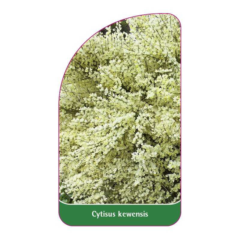 cytisus-kewensis1