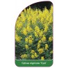 cytisus-nigricans-cyni-1