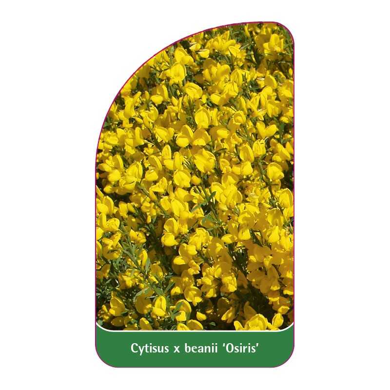 cytisus-x-beanii-osiris-1