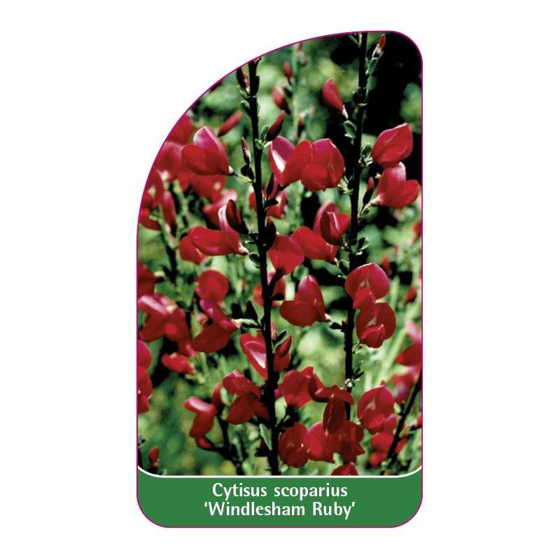 cytisus-scoparius-windlesham-ruby-1