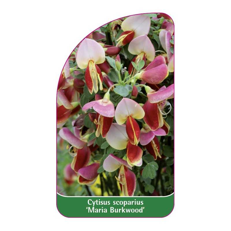 cytisus-scoparius-maria-burkwood-1