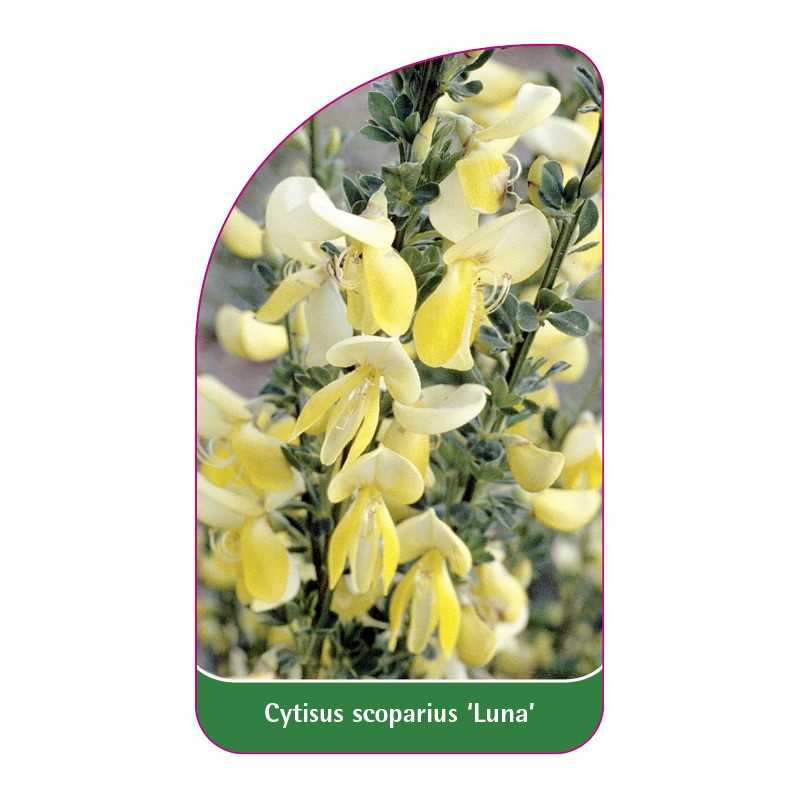 cytisus-scoparius-luna-1