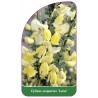 cytisus-scoparius-luna-1