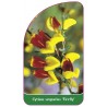 cytisus-scoparius-firefly-1