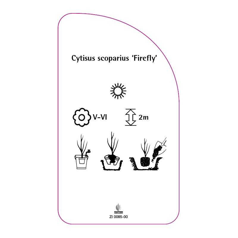 cytisus-scoparius-firefly-0