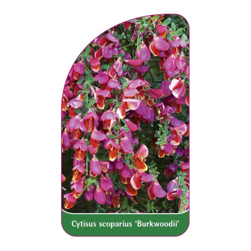 cytisus-scoparius-burkwoodii-1