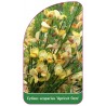 cytisus-scoparius-apricot-gem-1