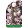 cytisus-purpureus1