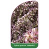 cytisus-praecox-hollandia-1