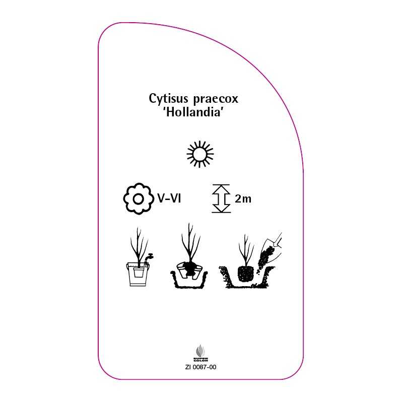 cytisus-praecox-hollandia-0