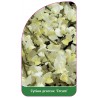 cytisus-praecox-cream-1