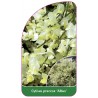 cytisus-praecox-albus-1