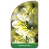 cytisus-praecox1