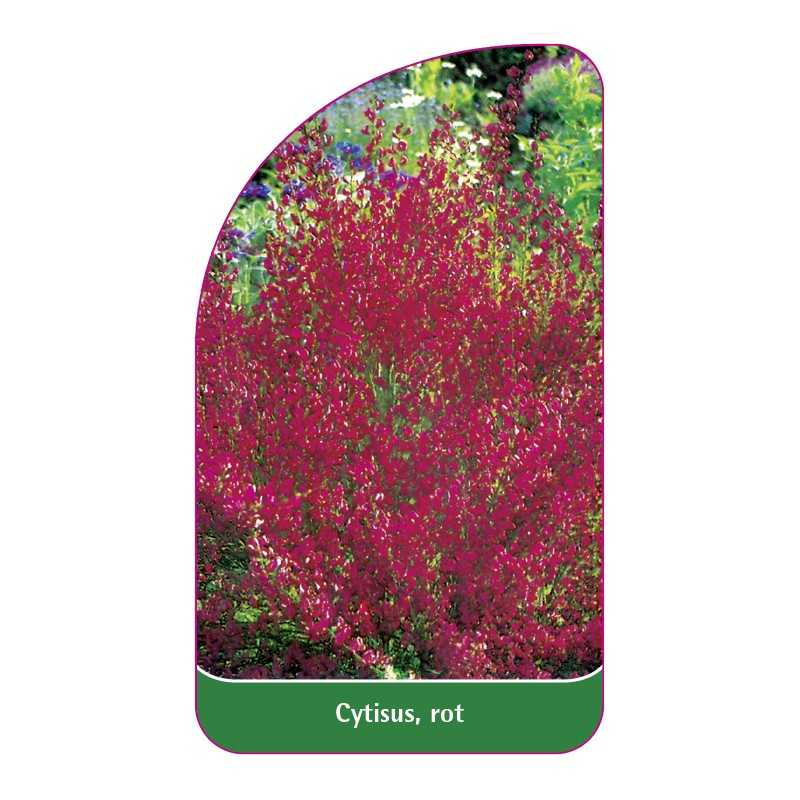 cytisus-rot1