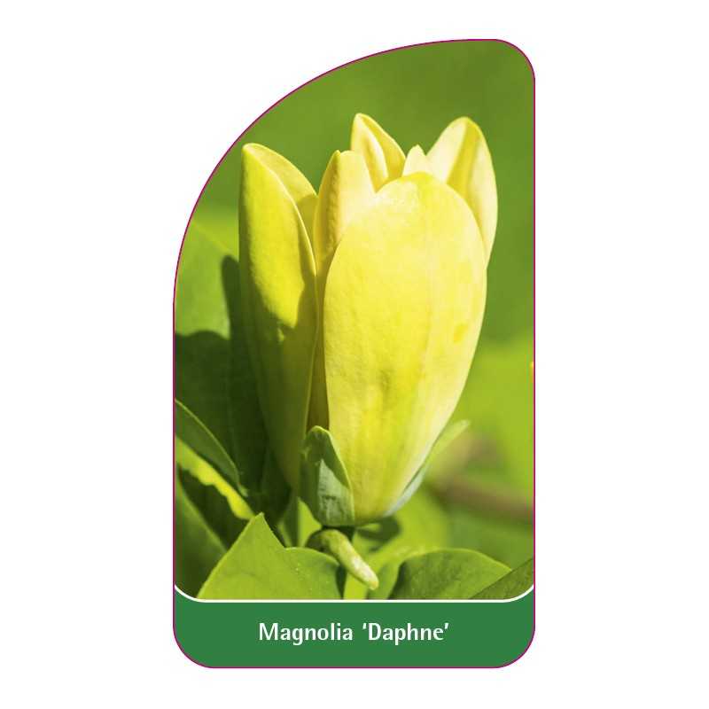 magnolia-daphne-a1