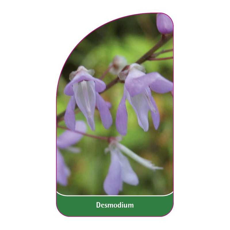 desmodium1