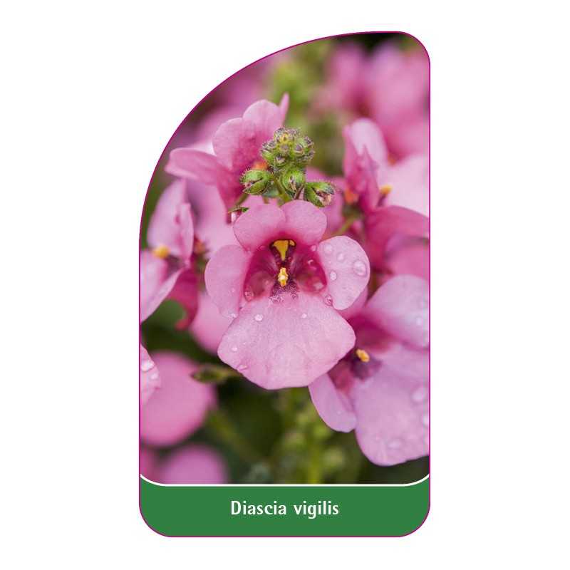 diascia-vigilis1