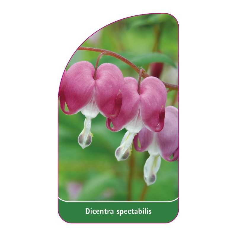 dicentra-spectabilis1