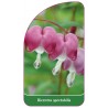 dicentra-spectabilis1