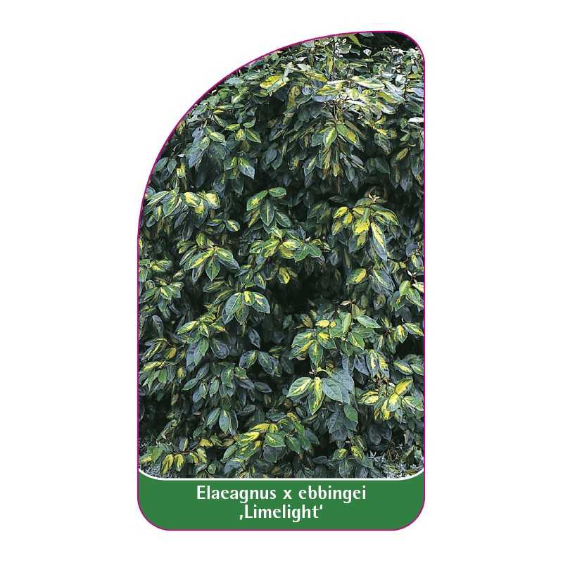 elaeagnus-x-ebbingei-limelight-1