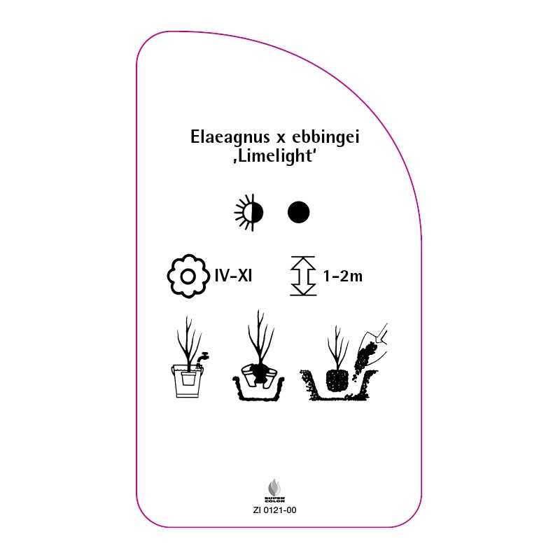 elaeagnus-x-ebbingei-limelight-0